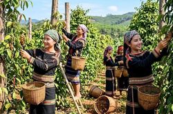 Giá tiêu hôm nay 29.5: Gia Lai duy trì vùng giá thấp nhất