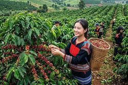 Giá cà phê hôm nay 29.5 giảm mạnh 800 đồng/kg