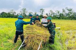 Tình quân dân 'gieo' giữa mùa gặt