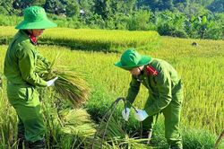 Xúc động màu áo công an xuống đồng giúp dân chạy mùa giữa nắng gắt