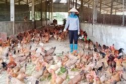 Trang trại sản xuất hữu cơ, tuần hoàn ở Thái Nguyên