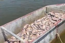 Hàng tấn cá chết trắng hồ ở Thanh Hóa