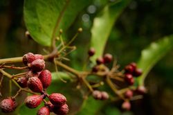 Cận cảnh loài cây được coi là 'tổ tiên' của toàn bộ thực vật có hoa