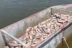Cá chết bất thường, nổi trắng hồ nuôi ở Thanh Hóa