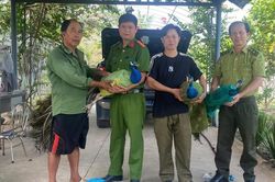 Nuôi làm cảnh suốt nhiều năm, người dân tự nguyện giao nộp 9 chim công Ấn Độ quý hiếm