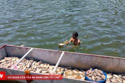Cá chết hàng loạt tại hồ Đồng Lầy
