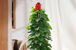 Top 3 loại cây có thể giúp hóa giải góc nhọn, đường đâm thẳng vào nhà