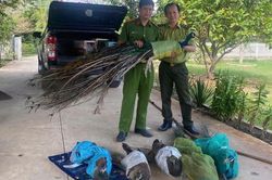 Hai người đàn ông tự nguyện giao nộp 9 chim công quý hiếm nuôi làm cảnh nhiều năm