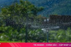 Giữ màu xanh trên những đồi chè