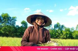 Cây sả 'đổi vai' thành cây kinh tế ở Cẩm Hưng
