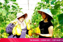 Vườn dưa lê vàng Hàn Quốc trĩu quả ở Tiên Điền