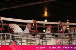 Giải pháp chống nóng hiệu quả cho đàn vật nuôi