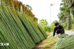 An Giang: Người dân vùng biên tận dụng cỏ bàng làm đồ thủ công mỹ nghệ phát triển kinh tế