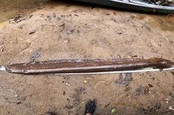 Người đàn ông bắt được con lươn điện dài 2 mét trên sông