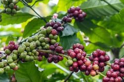 Giá nông sản ngày 29/5: Cà phê quay đầu lao dốc, ổn định ở mức cao