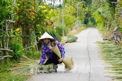 An Giang: Biến cỏ bàng biên giới thành sản phẩm OCOP 4 sao xuất khẩu
