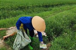 Bảo vệ môi trường từ việc xử lý vỏ thuốc trừ sâu trên đồng ruộng