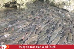 Suối cá thần Cẩm Lương - Dòng suối linh thiêng nơi đại ngàn xứ Thanh