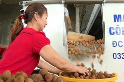 Bắc Ninh: Hỗ trợ doanh nghiệp xuất khẩu vải sấy sang Trung Quốc