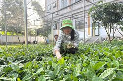 Đảm bảo nguồn cung cây cà phê