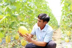 Liên kết các hợp tác xã nông nghiệp