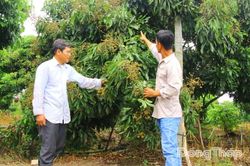 Tập trung mở rộng thị trường tiêu thụ trái cây
