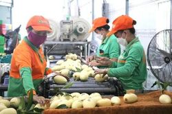 Xoài Cao Lãnh: Từ trái cây đặc sản hướng đến hệ sinh thái kinh tế xanh