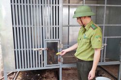 Gia Lai: Vây bắt thành công 2 con khỉ đi lạc về chăm sóc