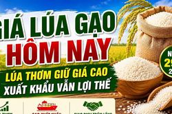Giá lúa gạo hôm nay 29/5/2026: ST25, Lúa Nhật dẫn đầu thị trường