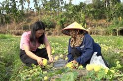 Thu nhập cao từ trồng dưa lê an toàn ở phường Âu Lâu