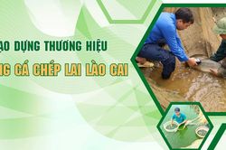 Tạo dựng thương hiệu giống cá chép lai Lào Cai