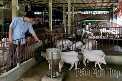 Ph&aacute;t triển chăn nu&ocirc;i bền vững