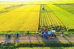 Sản xuất 'đa canh' trên ruộng 'độc canh' - Bài 3: Khơi thông nhiều 'điểm nghẽn'