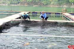 Sơn La 'đánh thức' tiềm năng nuôi trồng thủy sản