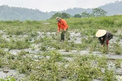 Khai thác tiềm năng cây dược liệu quý