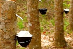 Ng&agrave;y 29/5: Gi&aacute; cao su thế giới đồng loạt khởi sắc