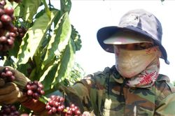 Cà phê giảm 800 đồng/kg sau những phiên tăng