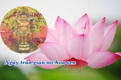 Ngày trần gian nở hoa sen