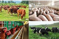 Khánh Hòa quy định mức hỗ trợ khắc phục thiệt hại do dịch bệnh động vật