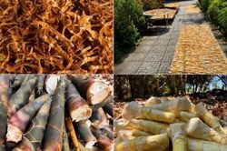 Làm giàu từ măng tre tứ quý hữu cơ giữa đại ngàn Đồng Kho