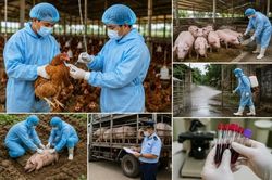 Triển khai kế hoạch ph&ograve;ng, chống c&uacute;m gia cầm, lở mồm long m&oacute;ng v&agrave; dịch tả lợn ch&acirc;u Phi giai đoạn 2026-2030