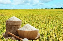 Giá lúa gạo hôm nay 29/5/2026: Trong nước ổn định, neo ở mức cao