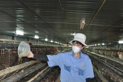 Nắng nóng cực đoan, người chăn nuôi căng mình giữ đàn vật nuôi an toàn