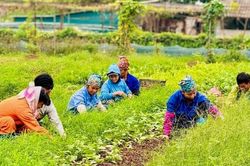 Những người 'nông dân số' ở Nam Phù