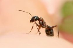 Người đàn ông nhập viện cấp cứu vì sốc phản vệ do kiến đốt