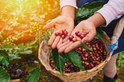 Cách chăm sóc cây hiệu quả trong đồn điền cà phê