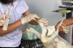 Điện Biên chỉ đạo không được che giấu tình trạng dịch bệnh cúm A(H5N1) trên địa bàn