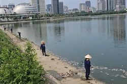 [Video] Cá chết hàng loạt tại hồ điều hòa ở Cầu Giấy gây ô nhiễm môi trường nghiêm trọng