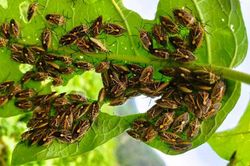 6 người ở Thanh Hóa nhập viện nghi do ăn bọt xít