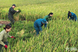 Quảng Ninh: Ban CHQS phường Hoàng Quế giúp nhân dân thu hoạch lúa mùa